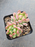 Sedeveria Blue Elf 蓝精灵（蓝苹果）