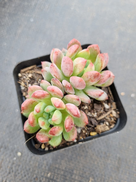 Sedeveria Blue Elf 蓝精灵（蓝苹果）