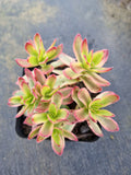 Crassula Dejecta variegated 天狗之舞锦