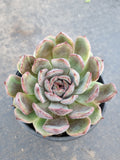 *GLGhybrid(2-375) Echeveria 'Bloody Maria' hybrid 血色玛丽亚杂