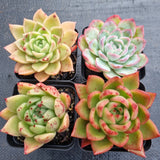 *GLGhybrid(1-497) Special hybrid pack of 4