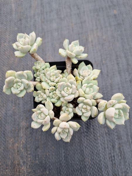 *GLGhybrid(1-404) Graptoveria Titubans hybrid 白牡丹杂