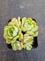 *GLGhybrid(1-1279) Echeveria pulidonis 'Christmas' hybrid 墨西哥花月夜杂