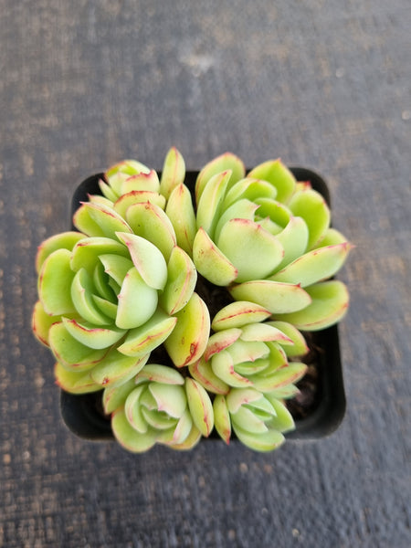 *GLGhybrid(1-1279) Echeveria pulidonis 'Christmas' hybrid 墨西哥花月夜杂
