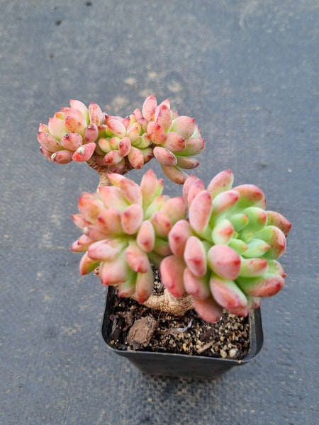 Sedeveria Blue Elf 蓝精灵（蓝苹果）