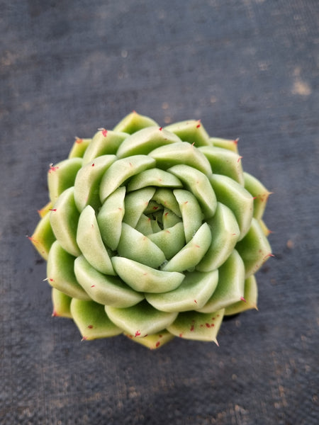 *GLGhybrid(1-986) Echeveria agavoides Ebony hybrid 乌木杂
