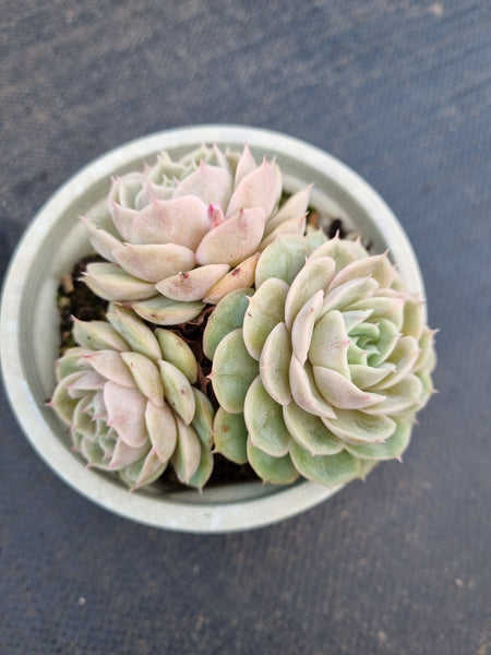 Echeveria cv. Onslow 昂斯诺