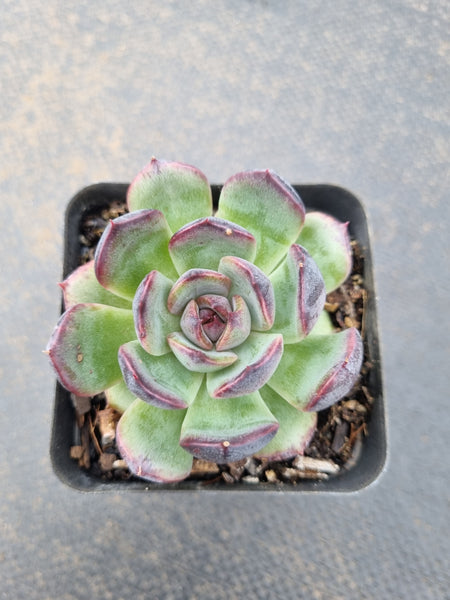 *GLGhybrid(1-1540) Echeveria 'Bloody Maria' hybrid 血色玛丽亚杂
