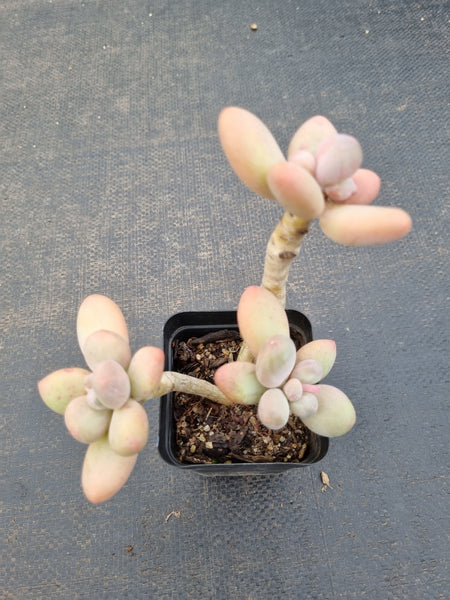 *GLGhybrid(1-1086) Pachyveria 'Concubine's Finger' 贵妃手指