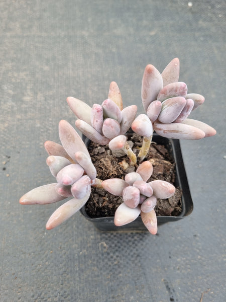 *GLGhybrid(1-1090) Pachyphytum hybrid 厚叶草属杂