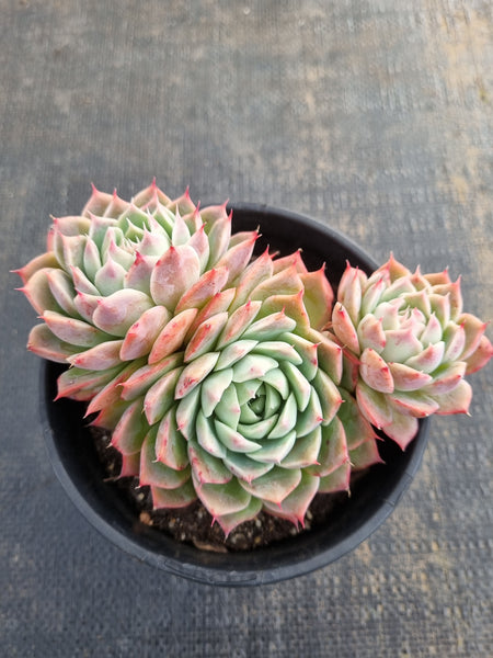 *GLGhybrid(2-160) Echeveria Halbingeri hybrid 海滨格瑞杂