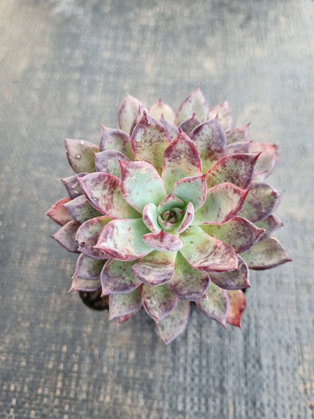 *GLGhybrid(1-1298) Echeveria Puebla hybrid 普埃布拉杂