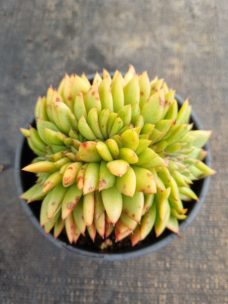 *GLGhybrid(2-236) Echeveria Agavoides hybrid crested 东云杂缀化