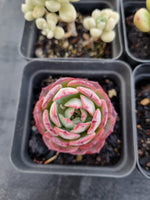*GLGhybrid(1-1148) Special hybrid pack of 4