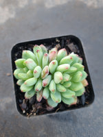 Sedeveria Blue Elf 蓝精灵（蓝苹果）