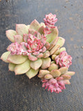 Echeveria Frosty Bloom cluster 霜花小群