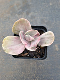 Echeveria Decora (variegated plants) 德克拉锦
