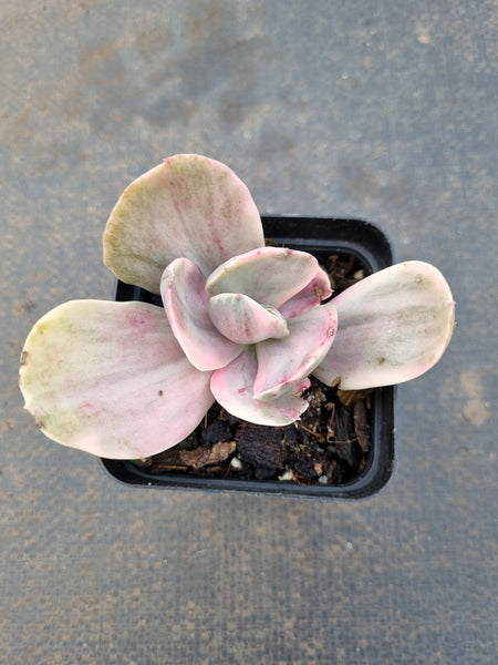 Echeveria Decora (variegated plants) 德克拉锦