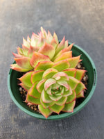 *GLGhybrid(2-128) Echeveria Agavoides hybrid 东云杂