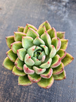 *GLGhybrid(1-1273) Echeveria cuspidata var. Zaragozae hybrid 黑爪杂