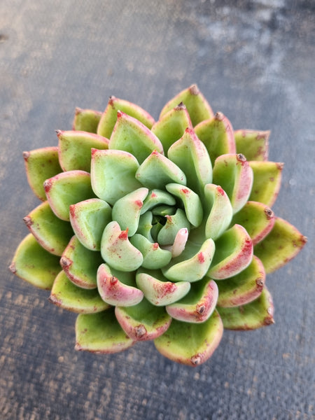 *GLGhybrid(1-1273) Echeveria cuspidata var. Zaragozae hybrid 黑爪杂