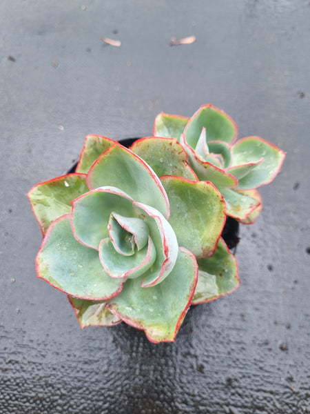 Echeveria Davinci code 达芬奇密码