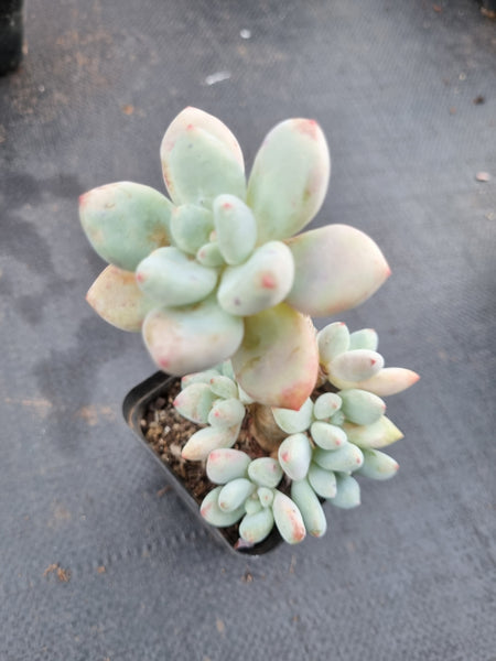 *GLGhybrid(1-357) Pachyphytum hybrid  奶酪杂