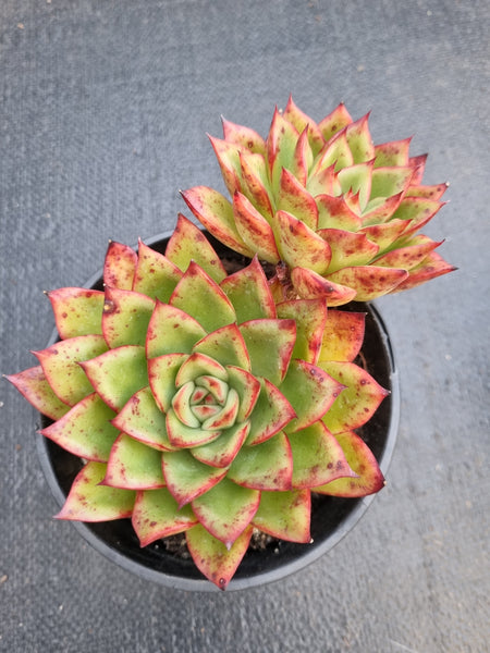 *GLGhybrid(2-235) Echeveria Agavoides hybrid 东云杂