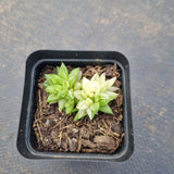 Haworthia variegated (small) no ID