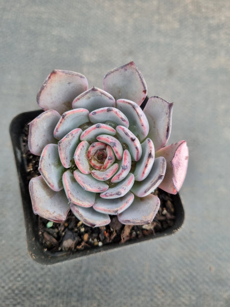 *GLGhybrid(1-939) Echeveria Puebla hybrid 普埃布拉杂