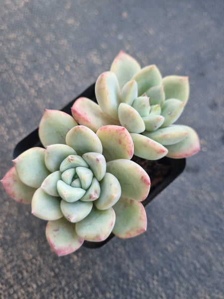 *GLGhybrid(1-794) Pachyveria Elaine hybrid 香水杂