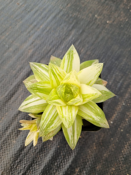 Haworthia Xantha Gold varigated 黄金凝脂菊锦