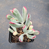 Cotyledon Orbiculata cv. Long Leaf Variegated 棒叶福娘锦
