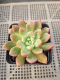 Echeveria Sp 勿忘我