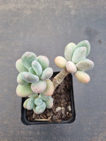 *GLGhybrid(1-1093) Pachyphytum hybrid 厚叶草属杂