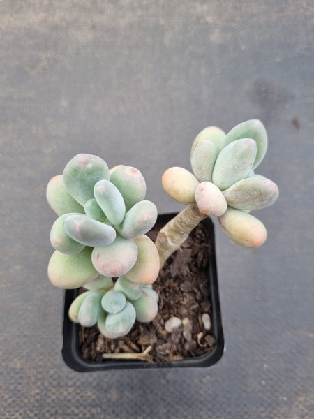 *GLGhybrid(1-1093) Pachyphytum hybrid 厚叶草属杂