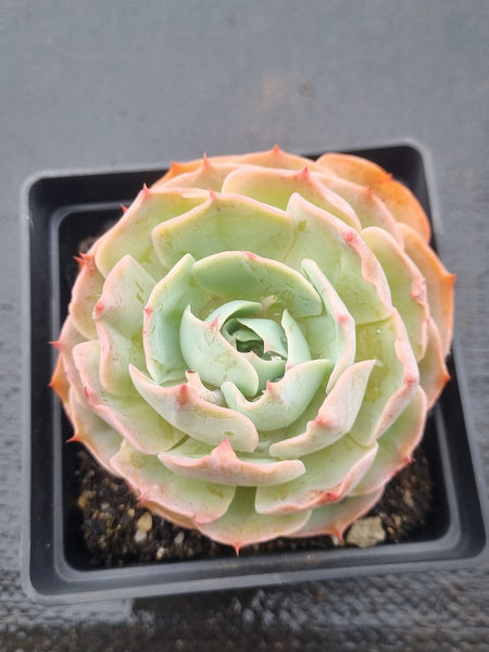 *GLGhybrid(1-1476) Echeveria shaviana hime hybrid 沙维娜杂