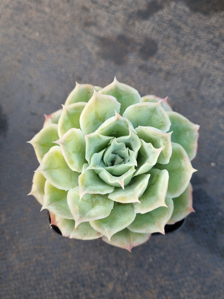 *GLGhybrid(1-1206) Echeveria Simulans Ascension hybrid 蓝丝绒杂