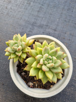 *GLGhybrid(2-56) Pachyphytum compactum hybrid 千代田之松杂