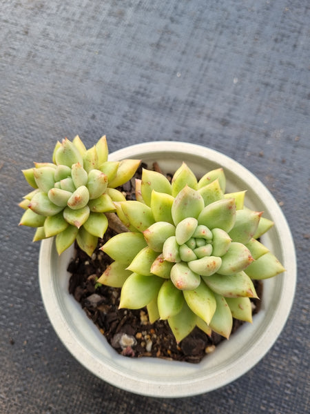 *GLGhybrid(2-56) Pachyphytum compactum hybrid 千代田之松杂