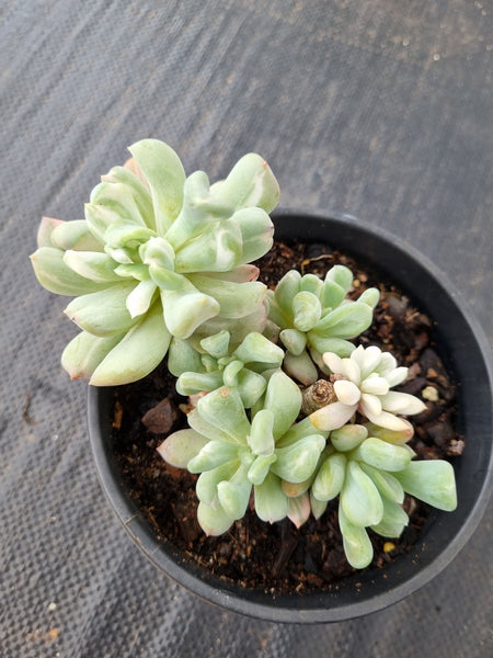11cm pot Echeveria sp. (New Irish Mint) variegated 新爱尔兰薄荷锦