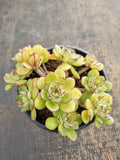 *GLGhybrid(2-265)  Echeveria Cat's Eye hybrid 猫眼石杂
