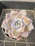 11cm pot Graptopetalum Superbum x Laui 华雪/Graptoveria pink laui 粉雪莲