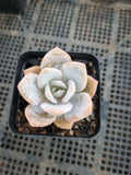 Graptopetalum Superbum x Laui 华雪/Graptoveria pink laui 粉雪莲