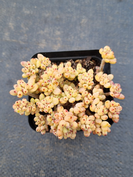 Graptopetalum pachyphyllum 'Black berry' 黑莓