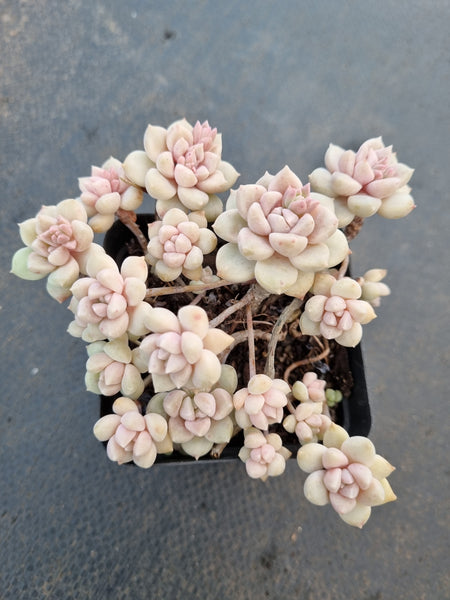 *GLGhybrid(1-1046) Graptopetalum Mendozae hybrid 丸姬杂