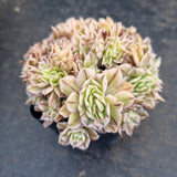 Aeonium Sunburst crested 灿烂缀化