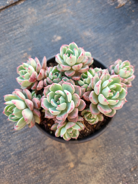 11cm pot Echeveria Nanahukumini 娜娜小勾11cm盆