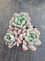 *GLGhybrid(1-1313)  Pachyveria Elaine hybrid 香水杂