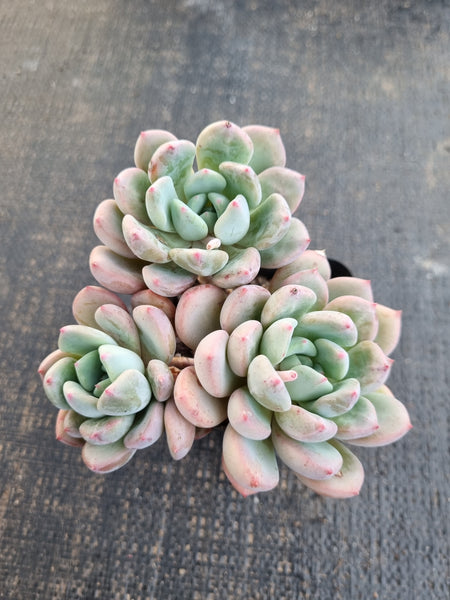 *GLGhybrid(1-1313)  Pachyveria Elaine hybrid 香水杂